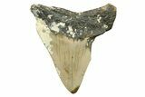 Bargain, Juvenile Megalodon Tooth - North Carolina #294436-1